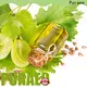 Puraeo grapeseed oil carrier oil Supply for face 1