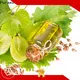 Puraeo best carrier oil for massage for business for massage 1