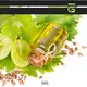 Puraeo fractionated coconut oil bulk manufacturers for perfume 1
