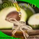 High-quality carrier oil hair company for massage 1