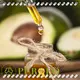 Custom cold pressed jojoba oil for business for skin 1