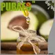 Puraeo Wholesale almond carrier oil manufacturers for skin 1