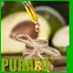 Puraeo buy jojoba oil wholesale Suppliers for skin 1