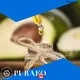 Puraeo Wholesale carrier oil for massage for business for hair 1