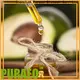 Puraeo massage oil distributors factory for massage 1
