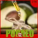 Puraeo Top carrier oil for face Supply for face 1