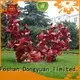 DONGYUAN decorative outdoor metal sculptures animals with good price for plaza 1