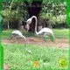 DONGYUAN 800mm metal dragon sculpture customized for plaza 1