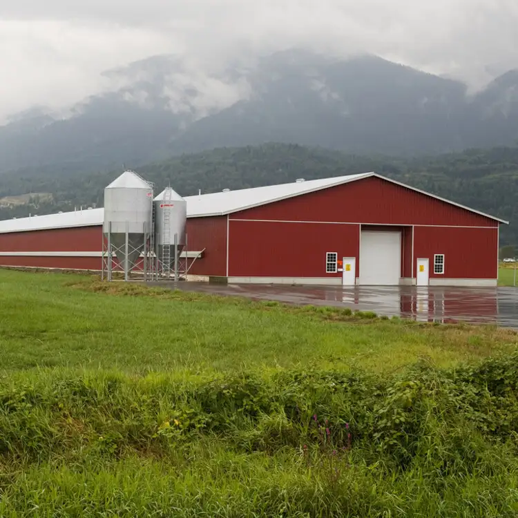 Environmental Control Low Price Modern Poultry House Building 1