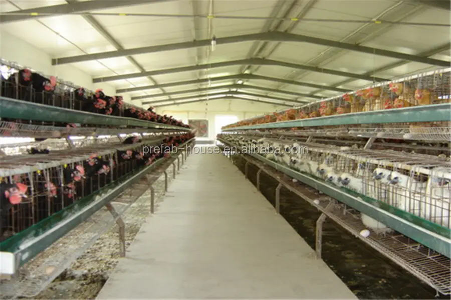 Latest broiler farm layout shipped to business for poultry farm 3