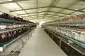 Latest broiler farm layout shipped to business for poultry farm 3