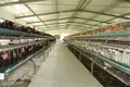 Latest broiler farm layout shipped to business for poultry farm 2