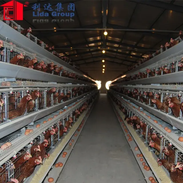 Top murgi farm business Supply for poultry raising 2