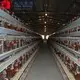 Top murgi farm business Supply for poultry raising 2