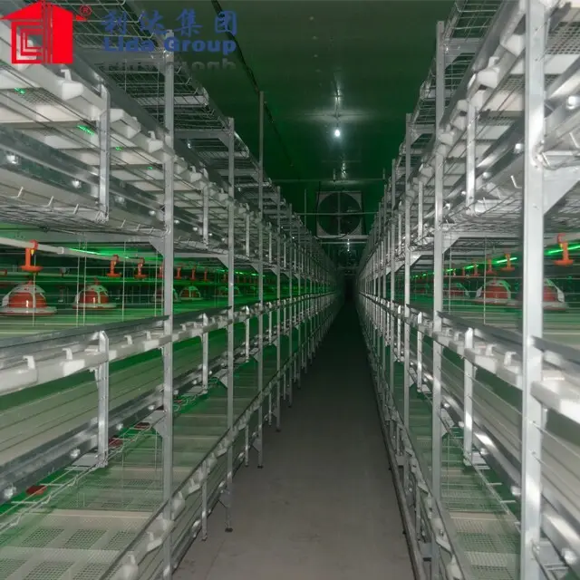 Top murgi farm business Supply for poultry raising 3