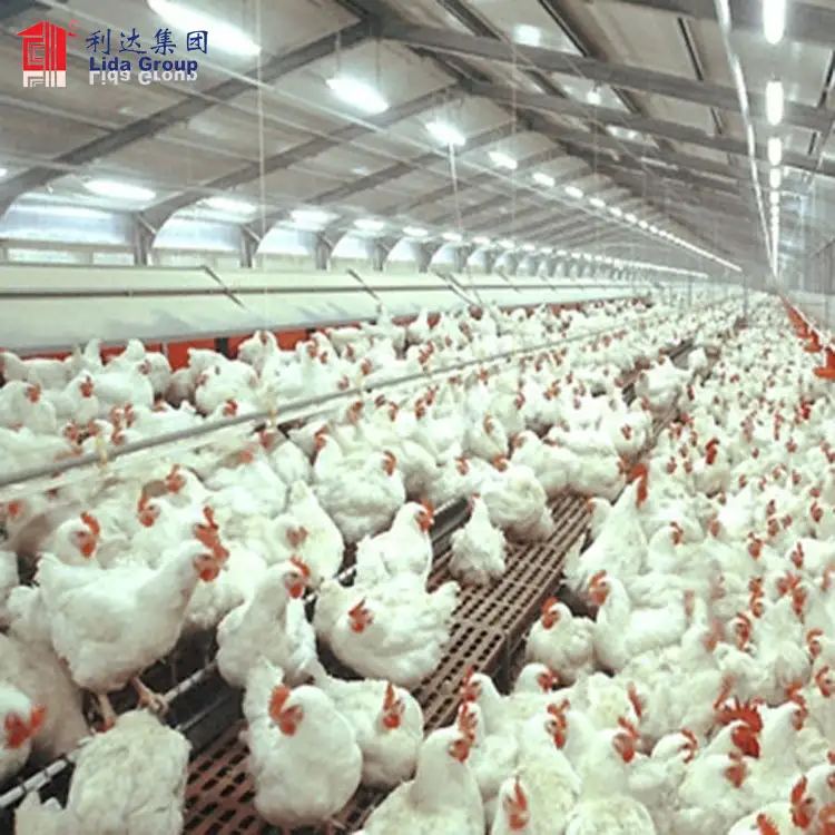 Free range poultry house, poultry broiler house 1