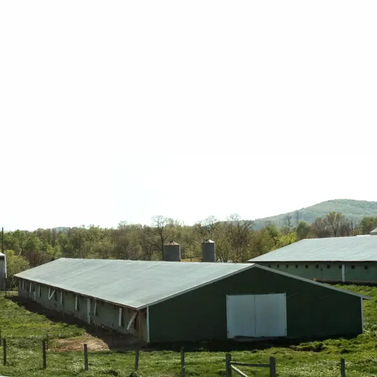 Steel Structural Glass Wool Dairy Farming Shed Designs 1