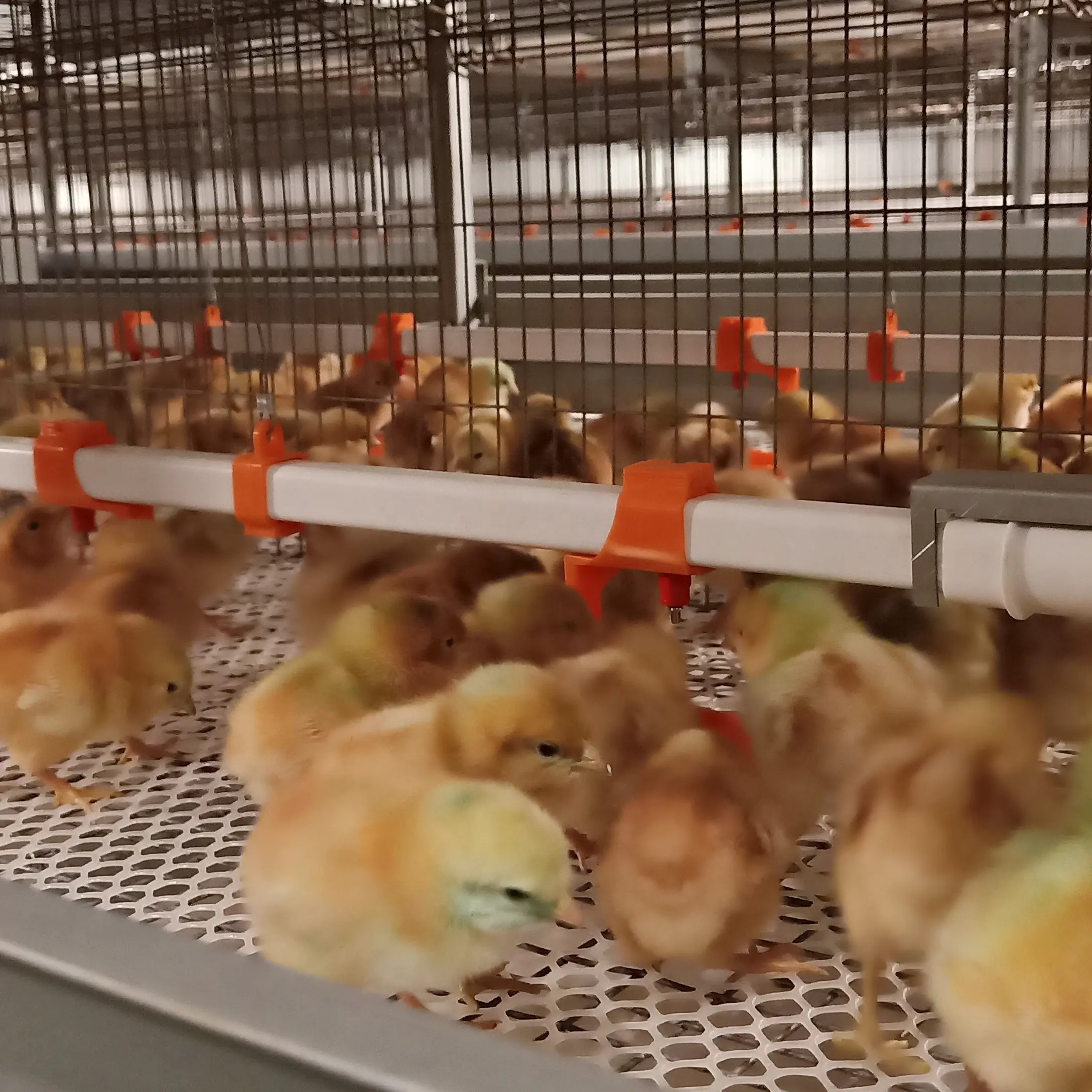 Steel poultry house for 10000 chickens with competitive price 1