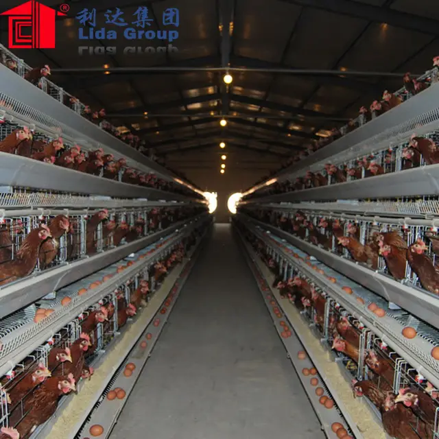 Design and construction of prefabricated buildings for poultry farming house100*12*4.5m 1