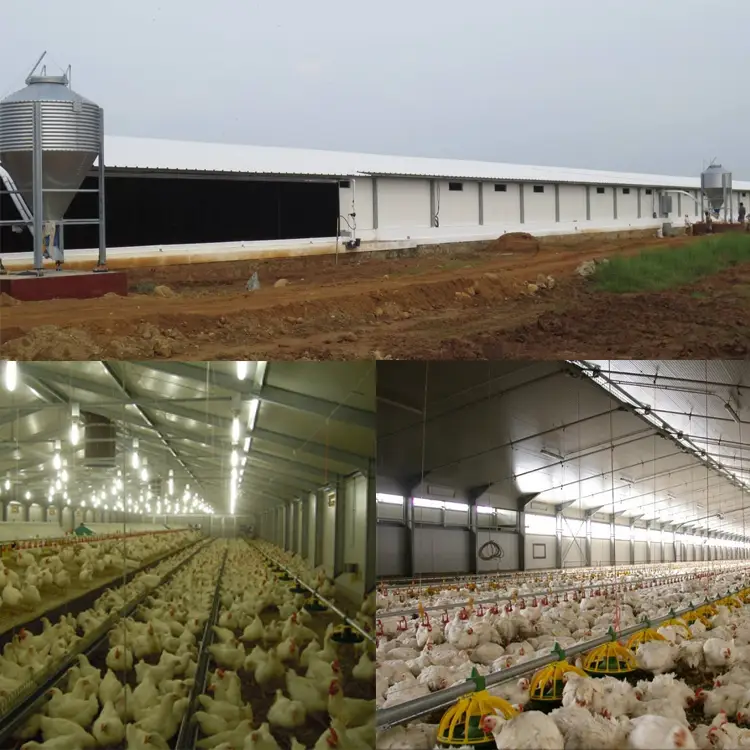 125x21x2.5m prefabricated steel structure chicken house to Ukraine 1
