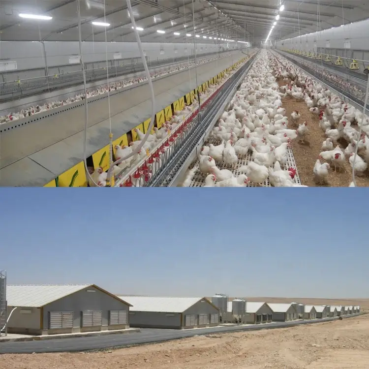 Diseño de casa de granja avícola para gallinas ponedoras en una granja de Kenia en China. 1