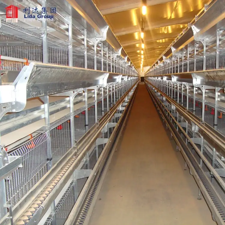 Prefab steel structure dairy cow shed farm, cow house 1
