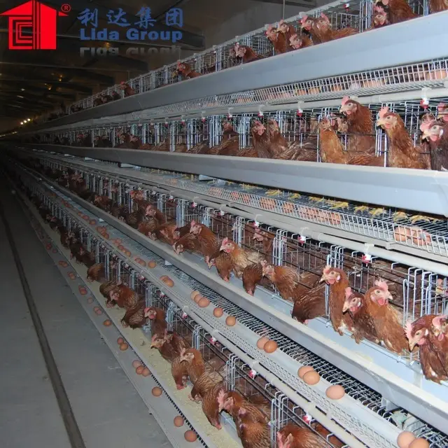 farm shed design Malaysia automated poultry house farm for sale 1