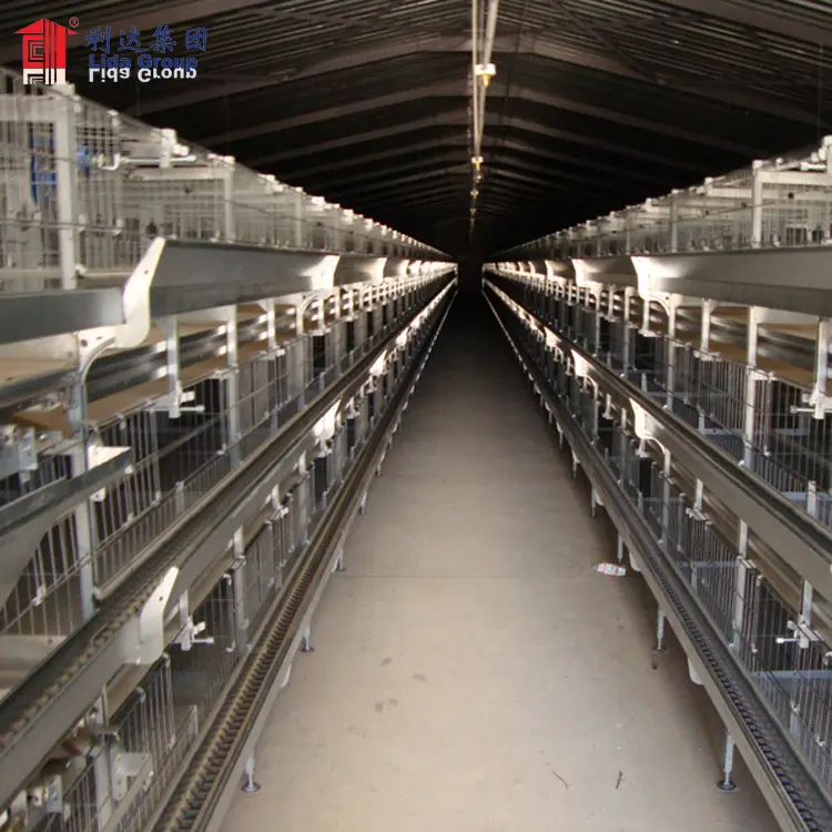 Large-scale automatic poultry farm design in broiler, layer poultry farm design 1