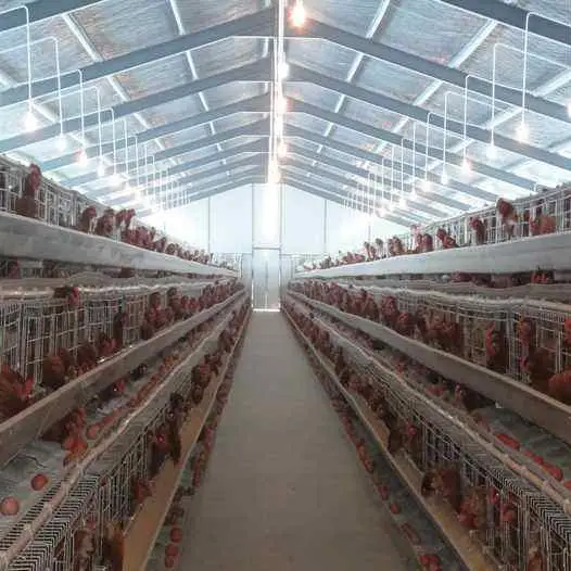 2019 layer chicken cagebroiler steel structure 1