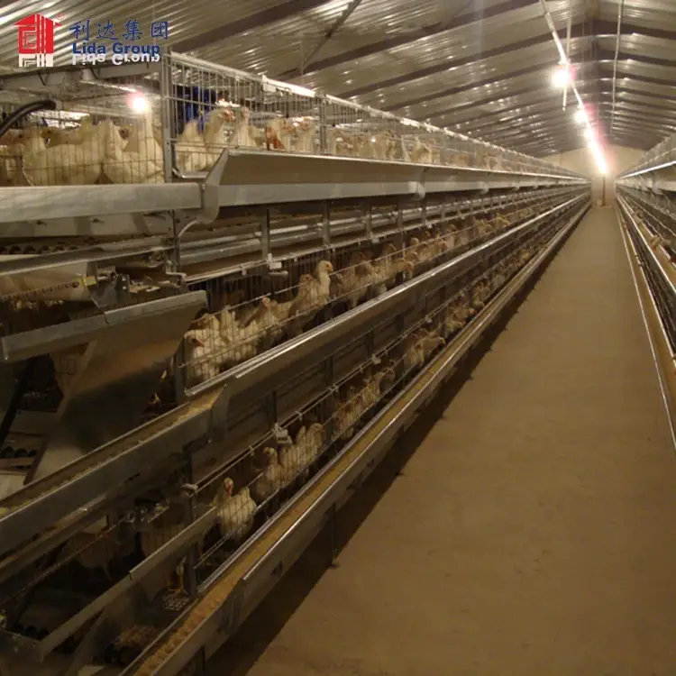 High quality heat proof poultry farm business plan in marathi language chicken house for sale for Guinea 1