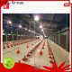 Top poultry shed layout for business 1