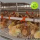 Lida Group poultry pen design Supply for poultry raising 1