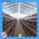 High-quality building a steel building bulk buy for poultry farm 1