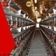 Lida Group large chicken farm bulk buy for poultry farm 1