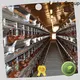New chicken farm house design Supply for poultry farming 1