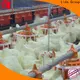 Latest how to manage poultry farm factory for poultry farm 1