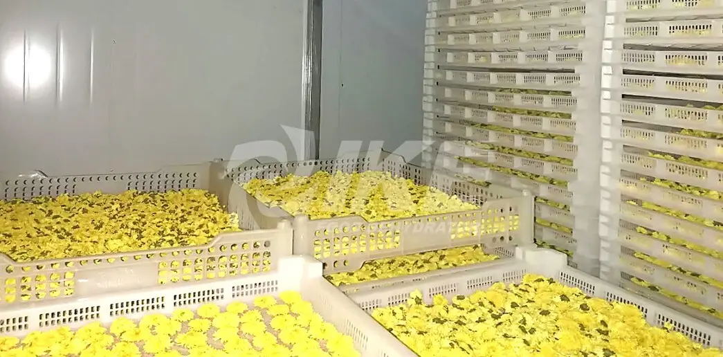 large commercial dehydrator for drying IKE 5