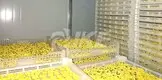 large commercial dehydrator for drying IKE 5