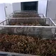 vegetable dryer digital for vegetable IKE 6