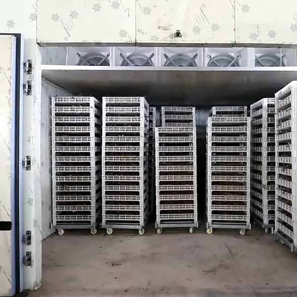 steel large food dehydrator dehydrator for drying 6