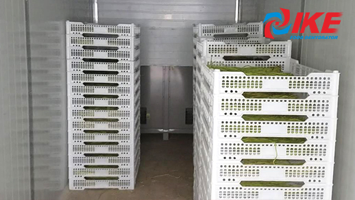 Sala deshidratadora industrial con deshidratador de alimentos crudos WHR-1200A