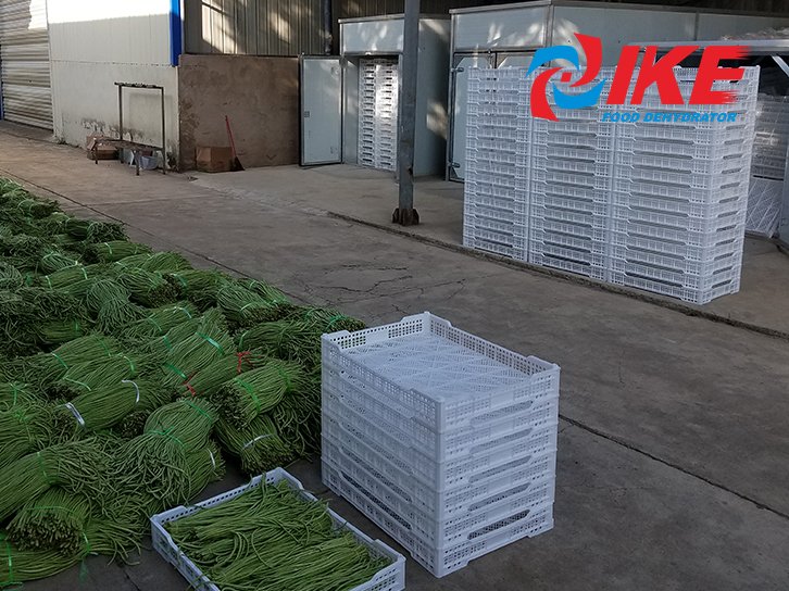 Comment déshydrater les haricots longs avec la chambre de séchage IKE WRH-1200A