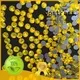 shiny popular shape Jpstrass Brand strass hot fix factory 1