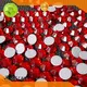best value vibrant colors lead rhinestones wholesale Jpstrass 1