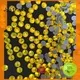 Jpstrass directly rhinestones wholesale supplier for online 1