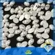 Jpstrass flat rlshotfix pearls wholesale for party 1
