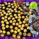 Jpstrass directly hot fix crystals quality for party 1