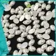 Jpstrass shiny flat back peals rhinestone for clothes 1