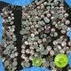 directly hot fix rhinestone flat series for online 1