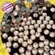 Jpstrass directly strass hotfix wholesale for clothes 1